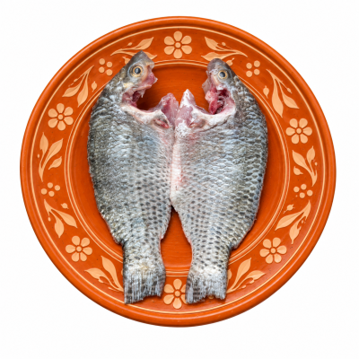 তেলাপিয়া